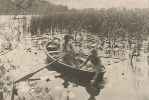Waterlelies verzamelen